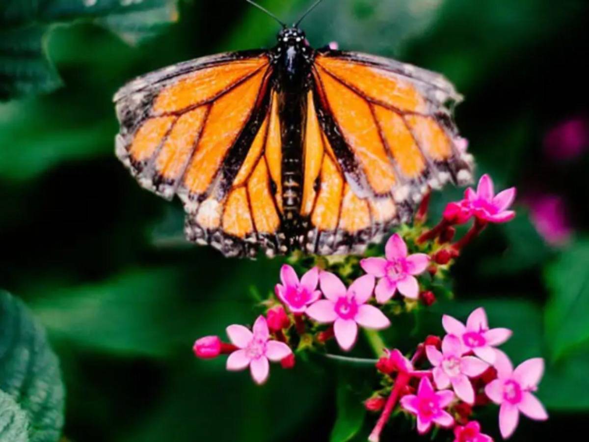 La Tierra se sacude: Inicia equinoccio de primavera y estos son los cambios que verás