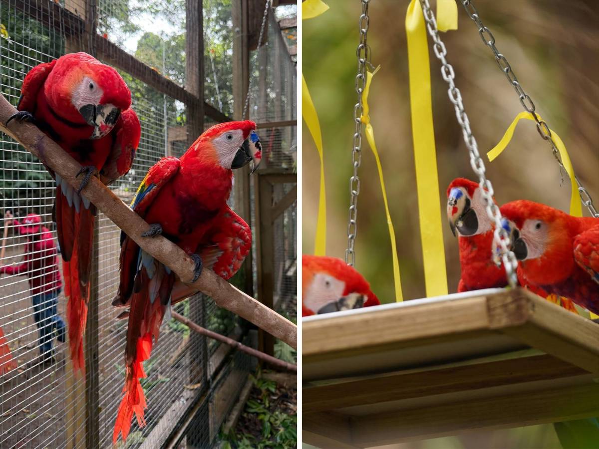 Del huevo al vuelo: el viaje de la guacamaya roja hacia la libertad