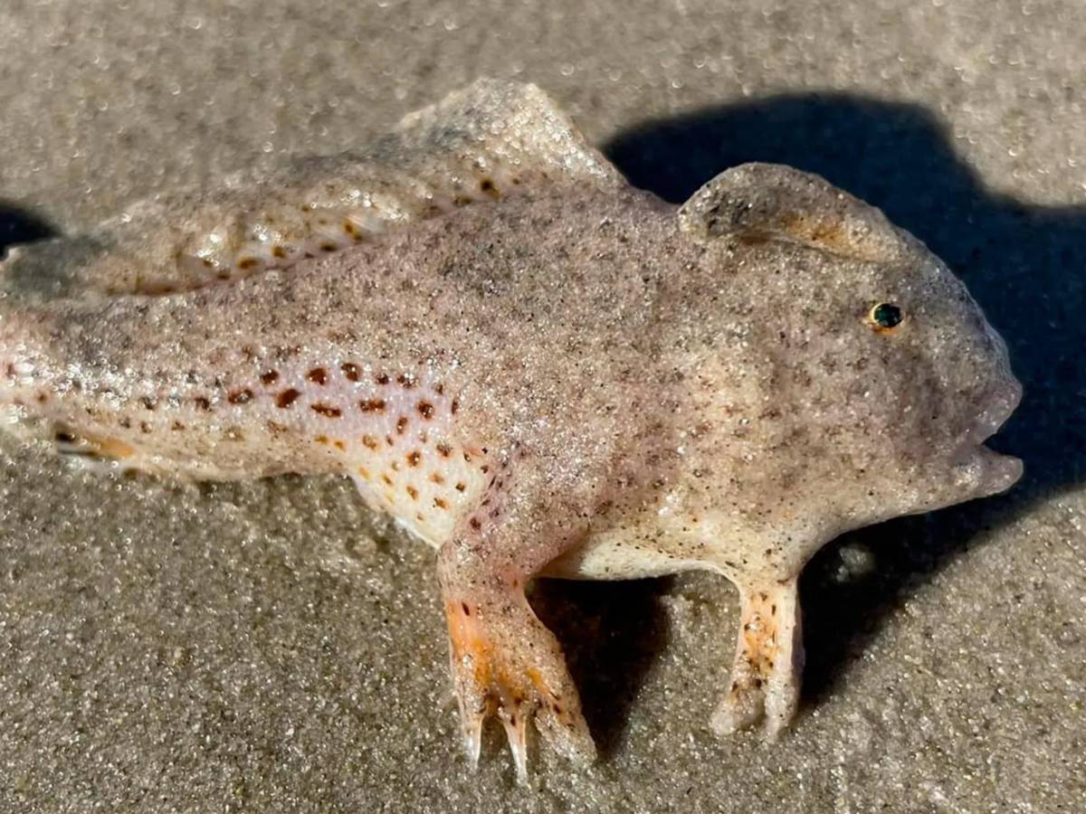 Científicos buscan salvar del cambio climático a raros peces “con manos”