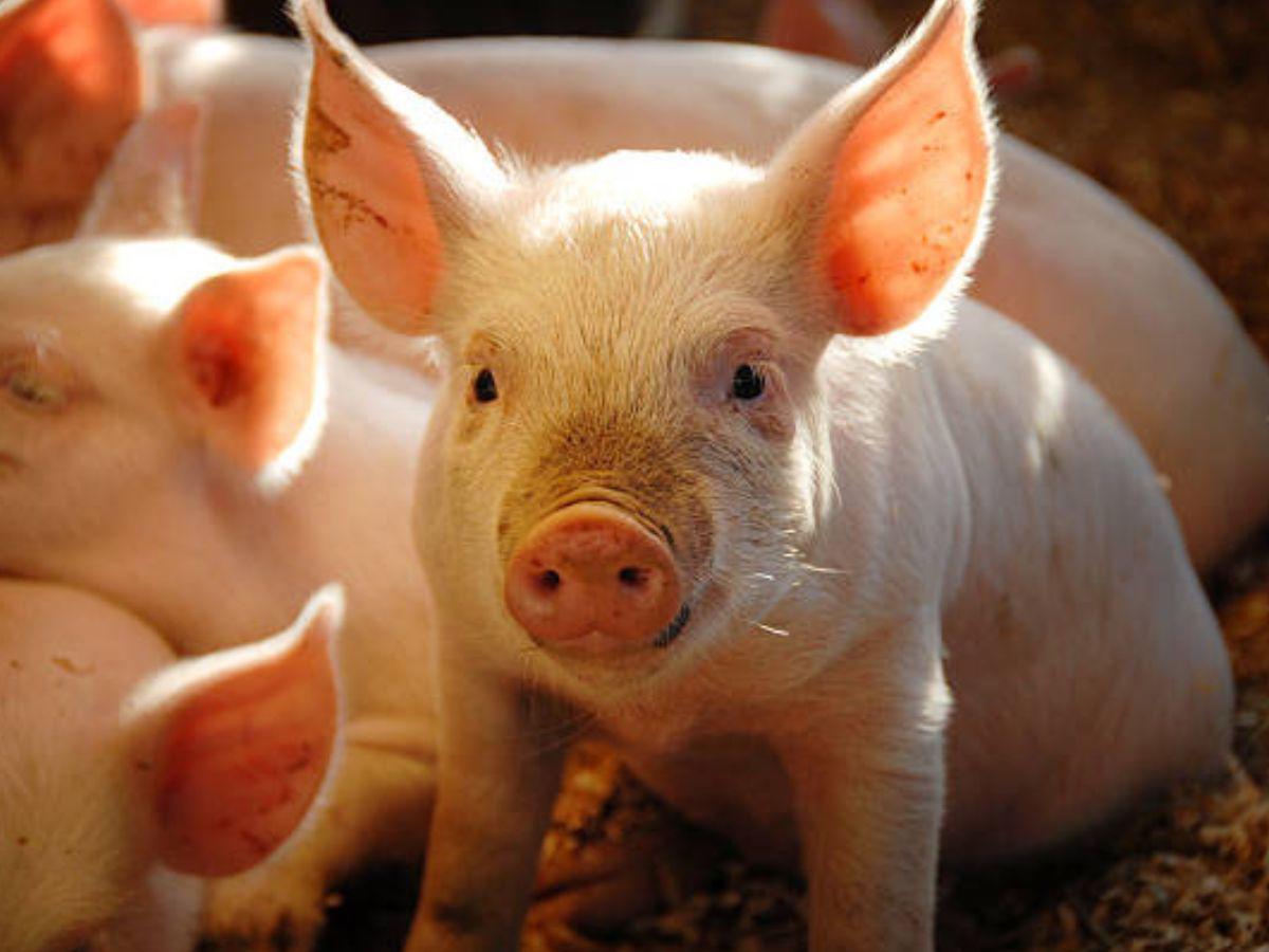 Insólito: Cerdito nace con dos hocicos