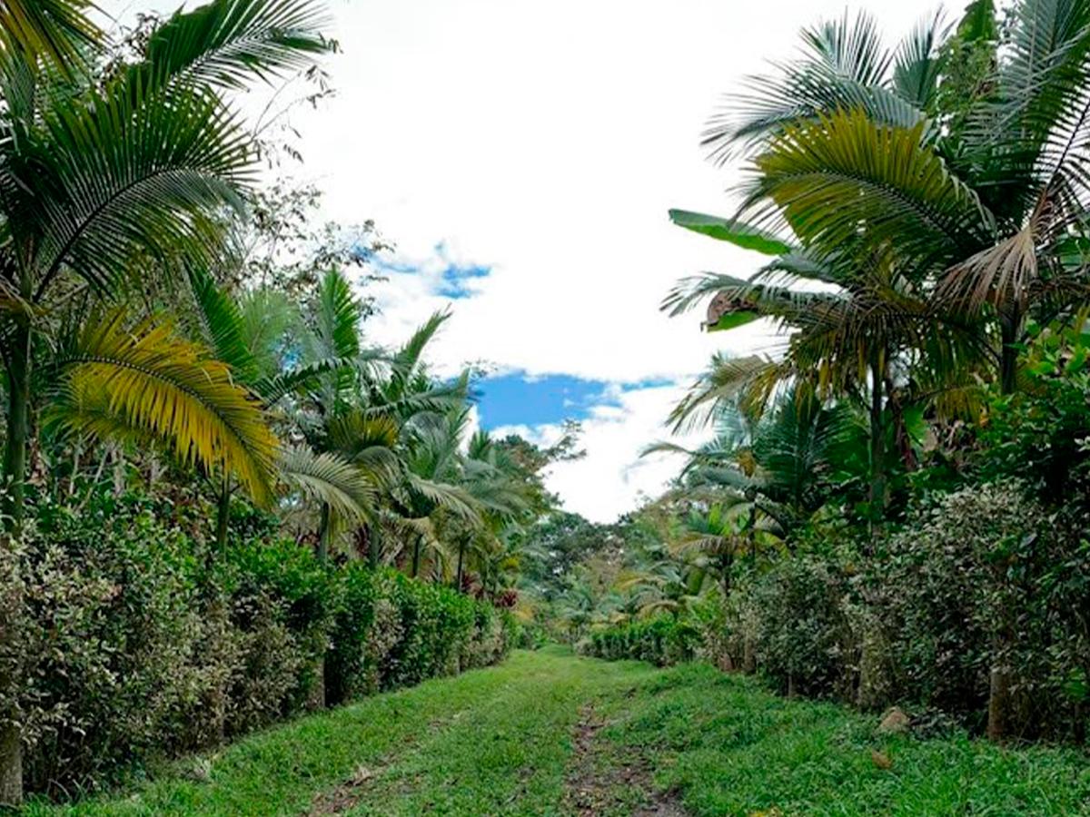 Los turistas disfrutan del tour cafetero en la Finca Capucas, explorando los secretos del proceso de cultivo y producción del café.