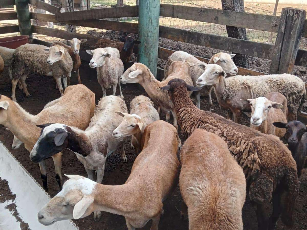 Más de 80 reses y ovejos no están siendo atendidos ni alimentados por sus dueños debido a que los invasores solo se están aprovechando de los recursos del rancho Corsa.