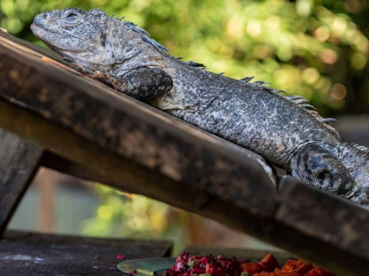 Entre nacimientos y despedidas: Útila celebra nuevas crías y llora a Swampy