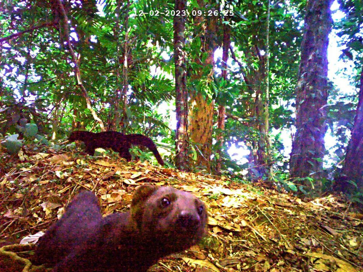 Los felinos y fauna silvestre más fotogénicos de Honduras