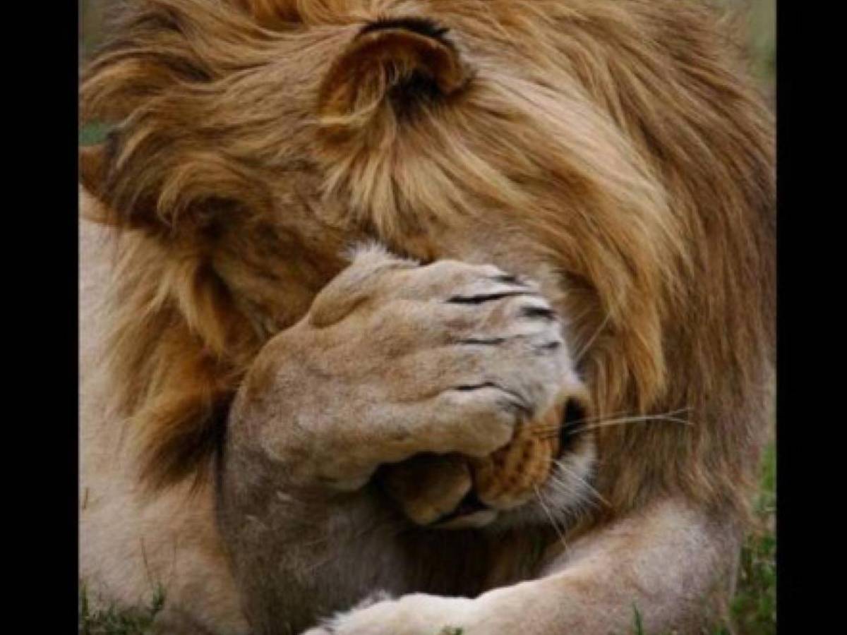 Olimpia recibe burlas tras dolorosa derrota ante Marathón: Los mejores memes del clásico