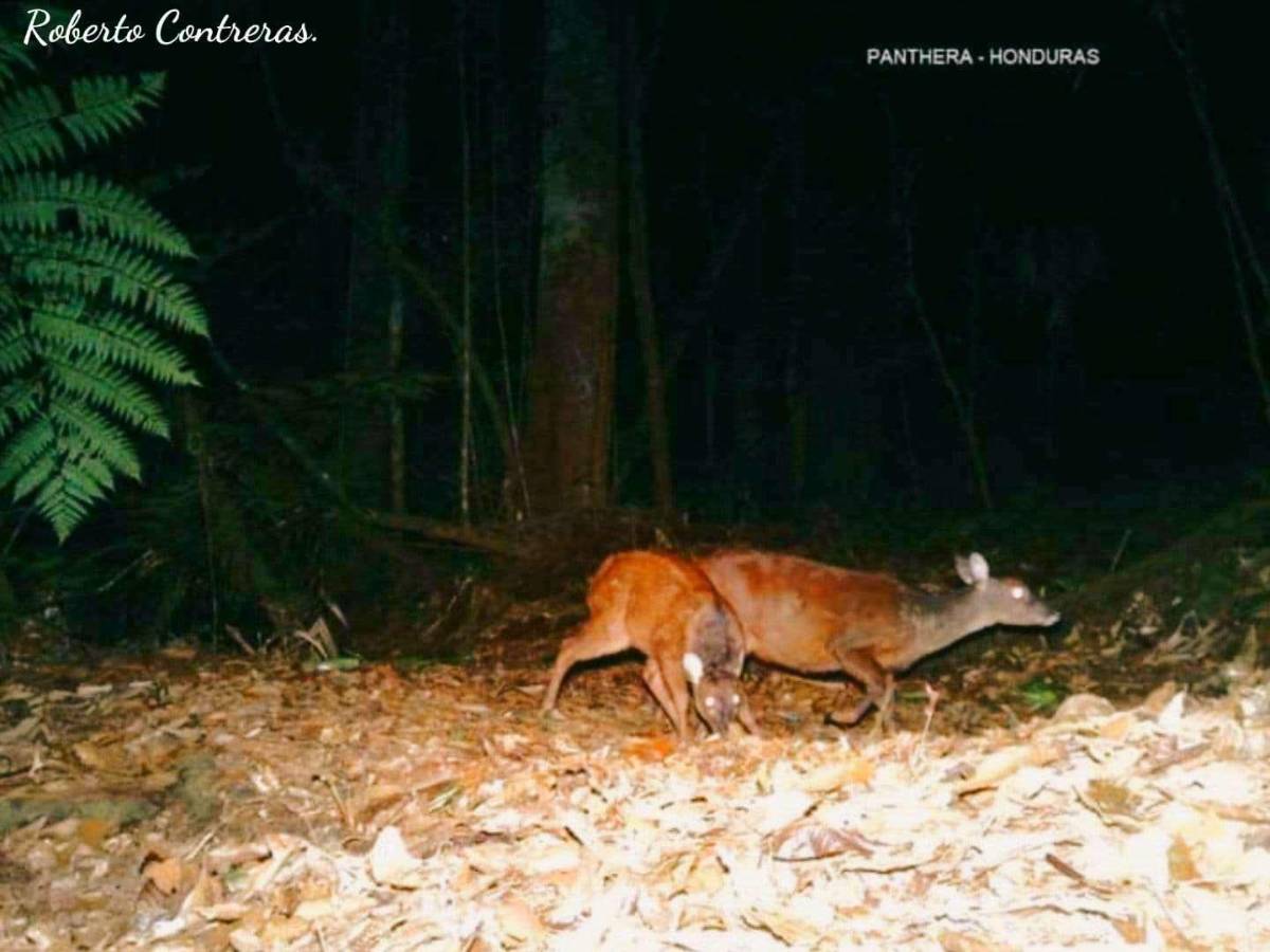 Las imágenes de las cámaras trampa en la zona captan especies como el venado cola blanca.