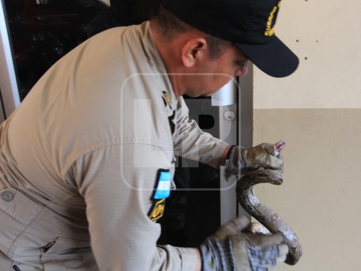 Boa hallada en la capital habría ingresado oculta en carro importado desde USA