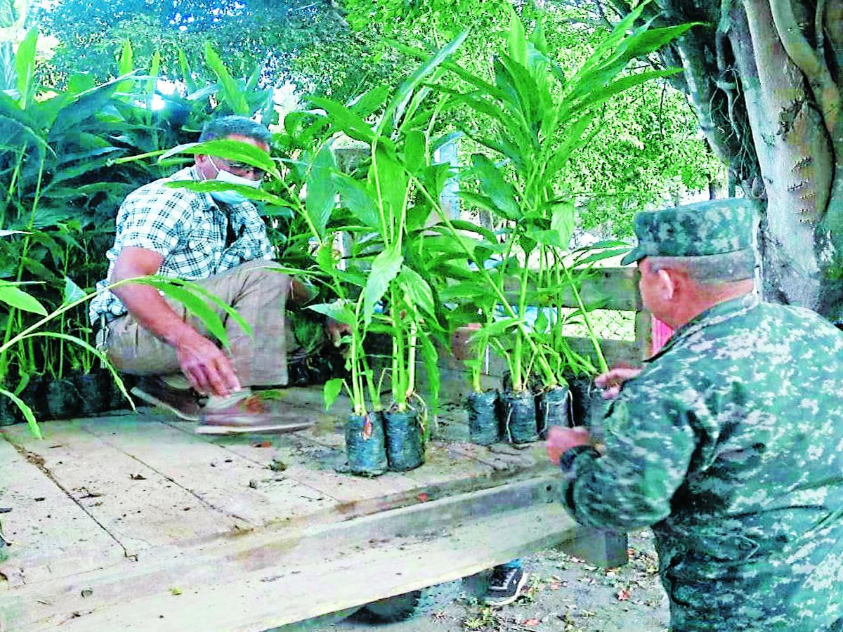 Sin valor programa de las Fuerzas Armadas de Honduras