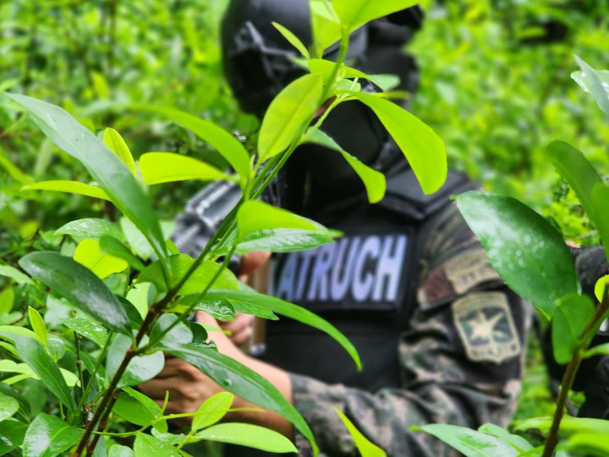 Localizan más de 22,000 arbustos de coca y un“picadero” en Cusuna, Colón
