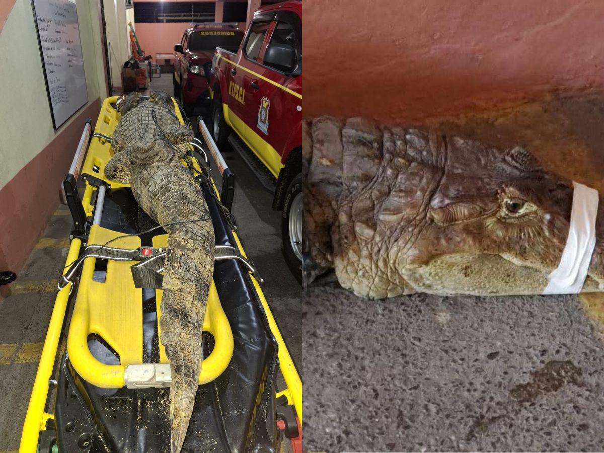 Capturan cocodrilo de casi dos metros en zona escolar de La Ceiba