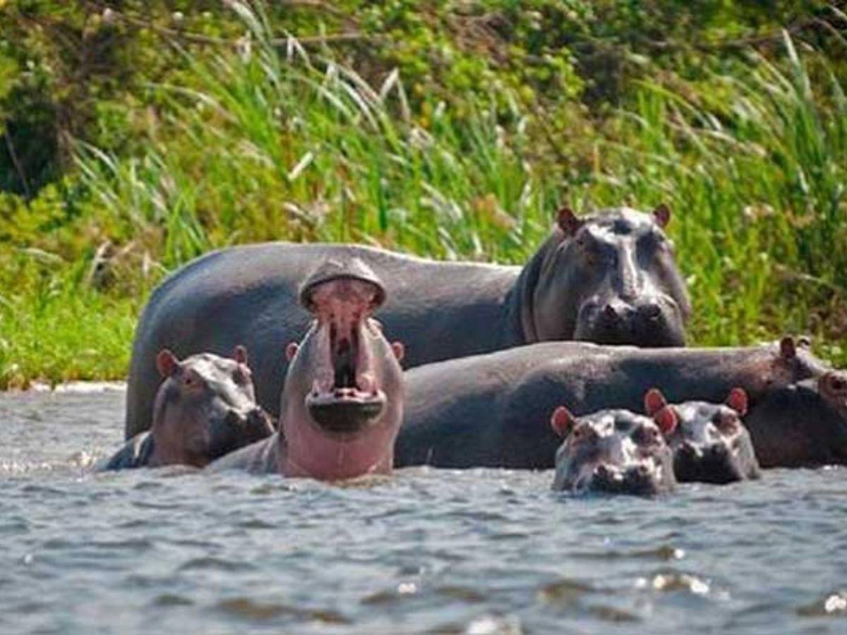 Invasión sin control: los hipopótamos de Pablo Escobar un riesgo para los colombianos