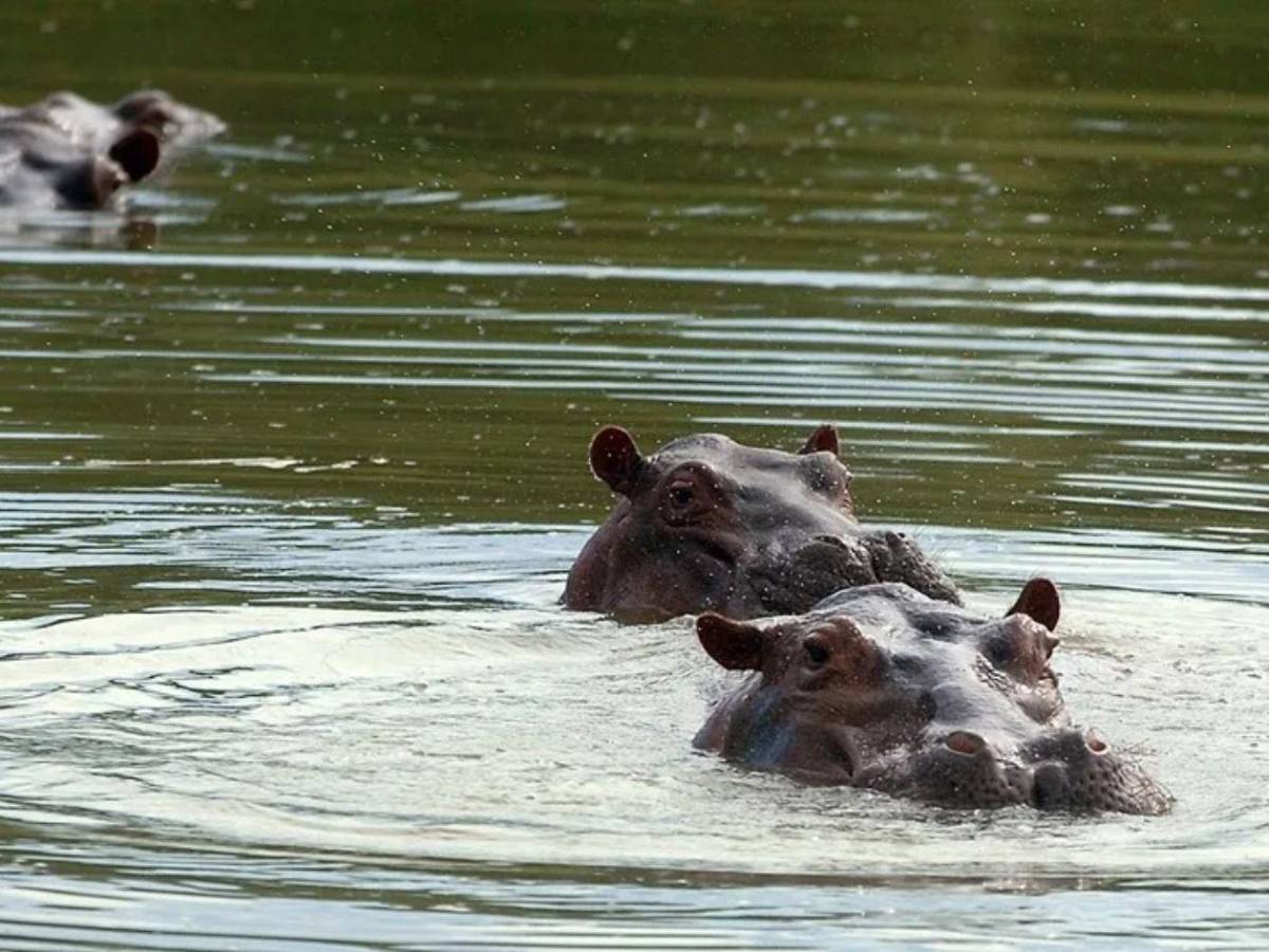 Invasión sin control: los hipopótamos de Pablo Escobar un riesgo para los colombianos