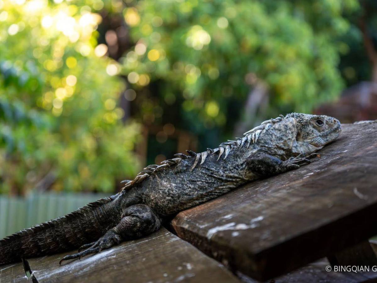 Entre nacimientos y despedidas: Útila celebra nuevas crías y llora a Swampy
