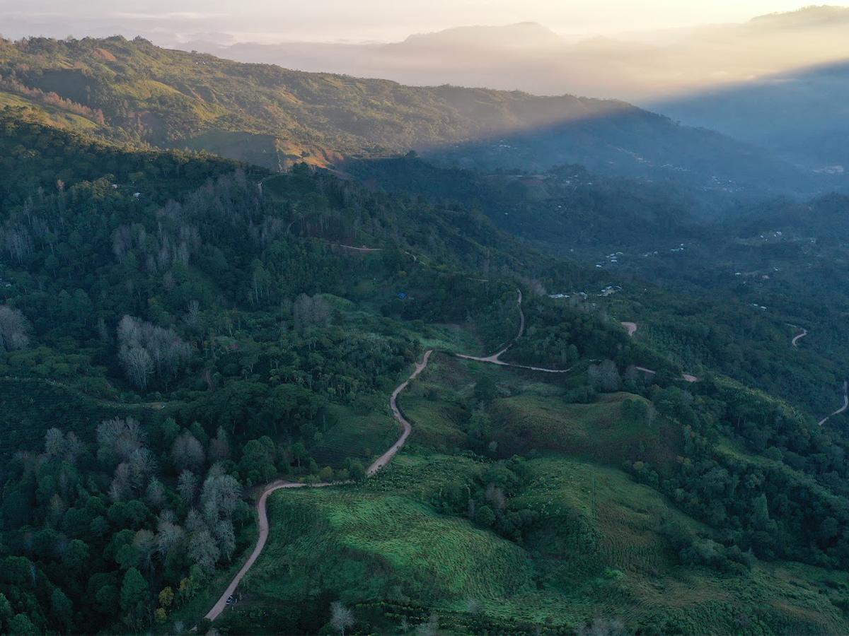 Vista panorámica de los campos de café de la Finca Capucas, donde se fusiona la tradición cafetera con prácticas sostenibles.