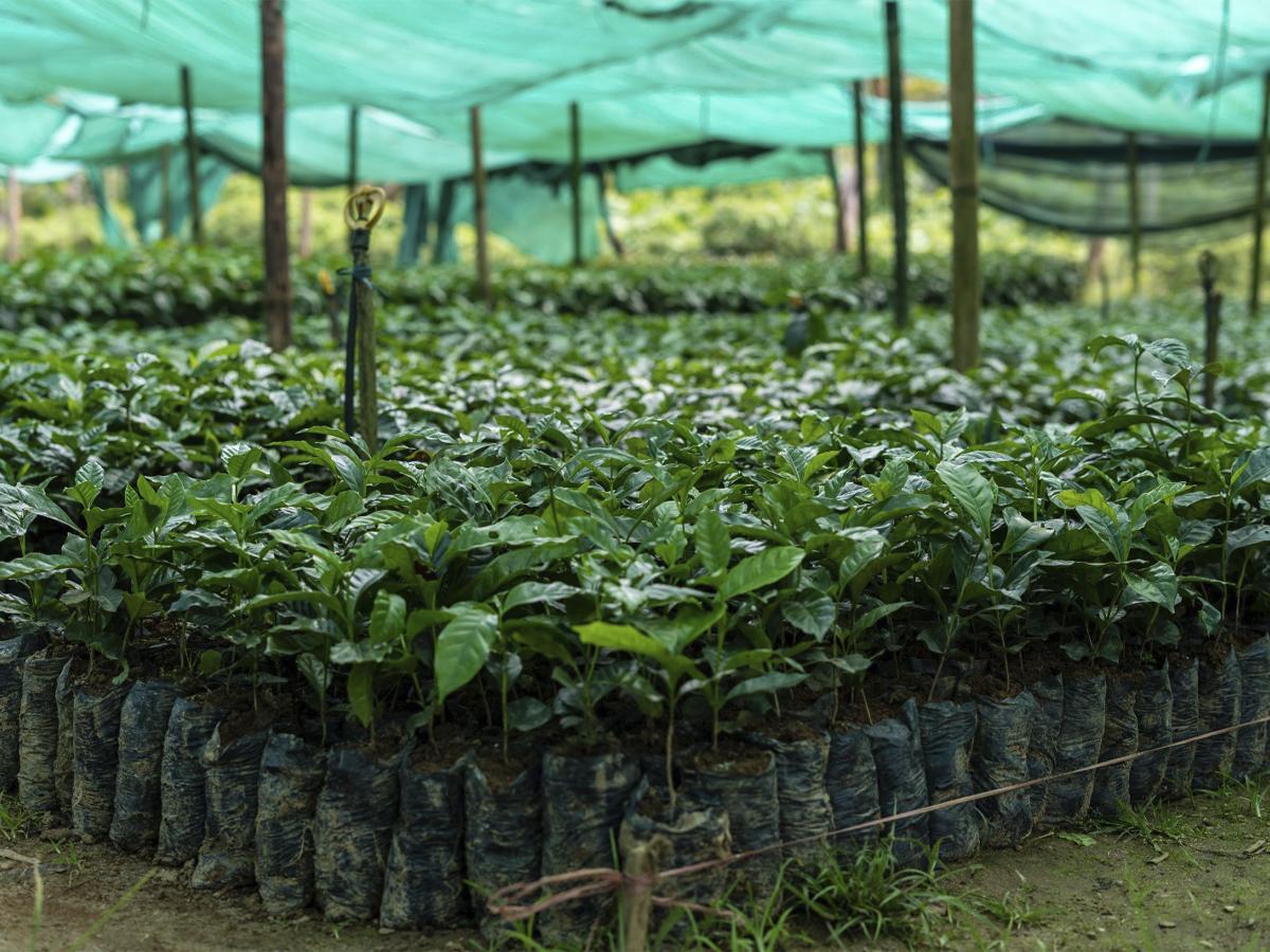 La fase de cultivo implica consideraciones detalladas sobre la altitud, el clima y el suelo.