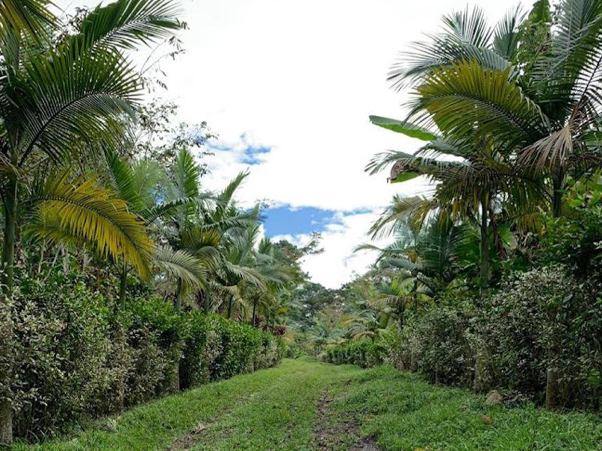Los turistas disfrutan del tour cafetero en la Finca Capucas, explorando los secretos del proceso de cultivo y producción del café.