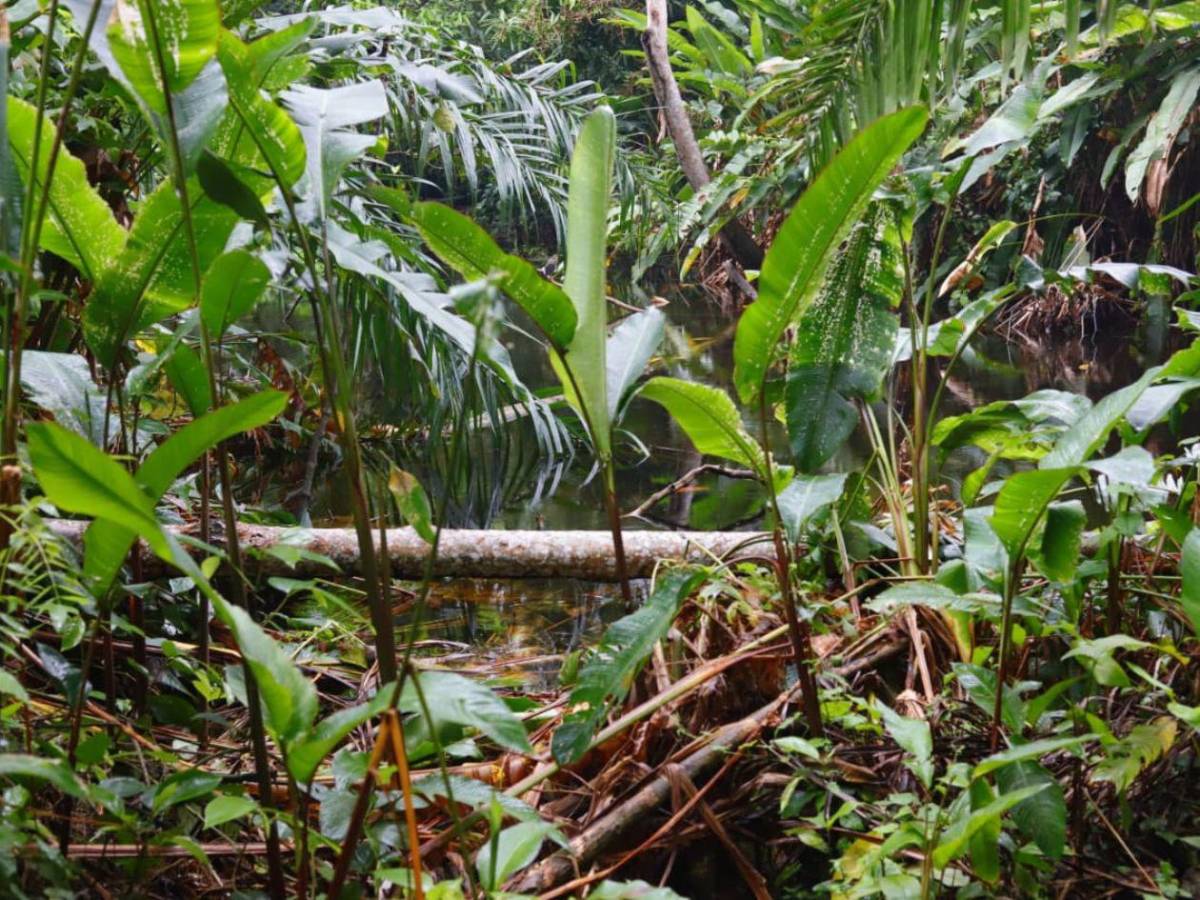 San Pedro Sula tiene su primera Reserva Natural Perpetua