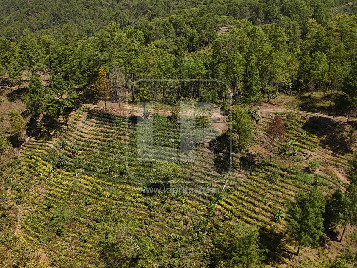 Abandono y deterioro: Así están hoy los bienes de Magdaleno Meza