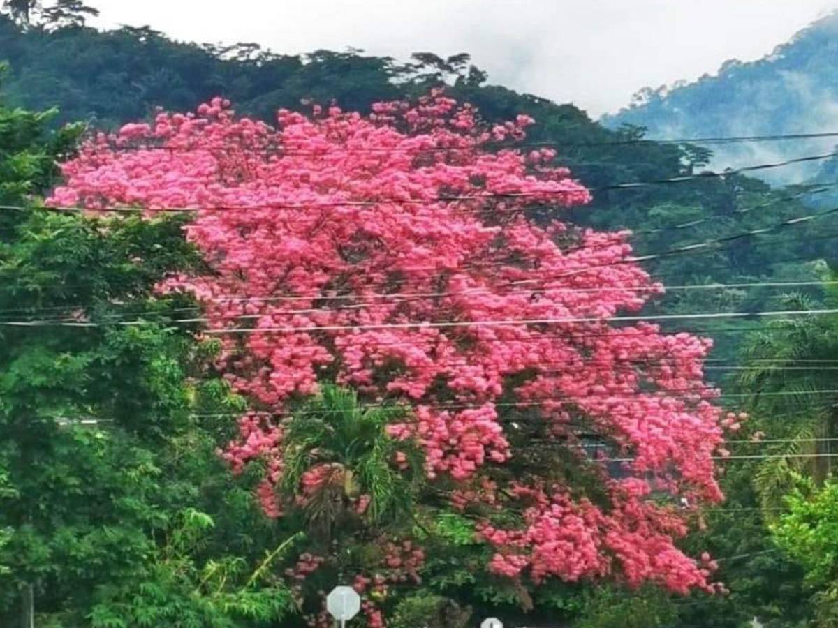 La Tierra se sacude: Inicia equinoccio de primavera y estos son los cambios que verás