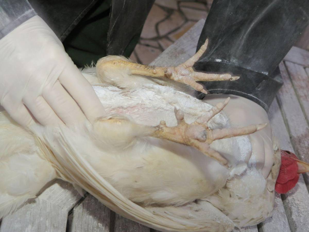 ¿Puedo comer pollo y huevos? Las 15 preguntas y respuestas sobre la gripe aviar