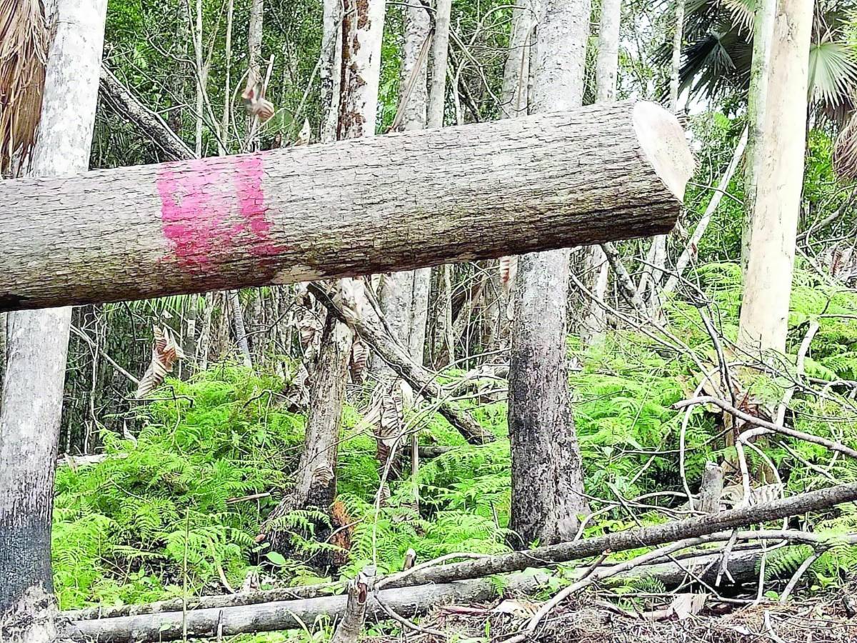 La tala es provocada por personas armadas que infunden temor en esta zona de difícil acceso.
