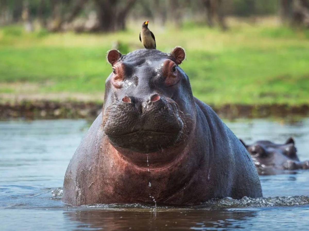 Invasión sin control: los hipopótamos de Pablo Escobar un riesgo para los colombianos