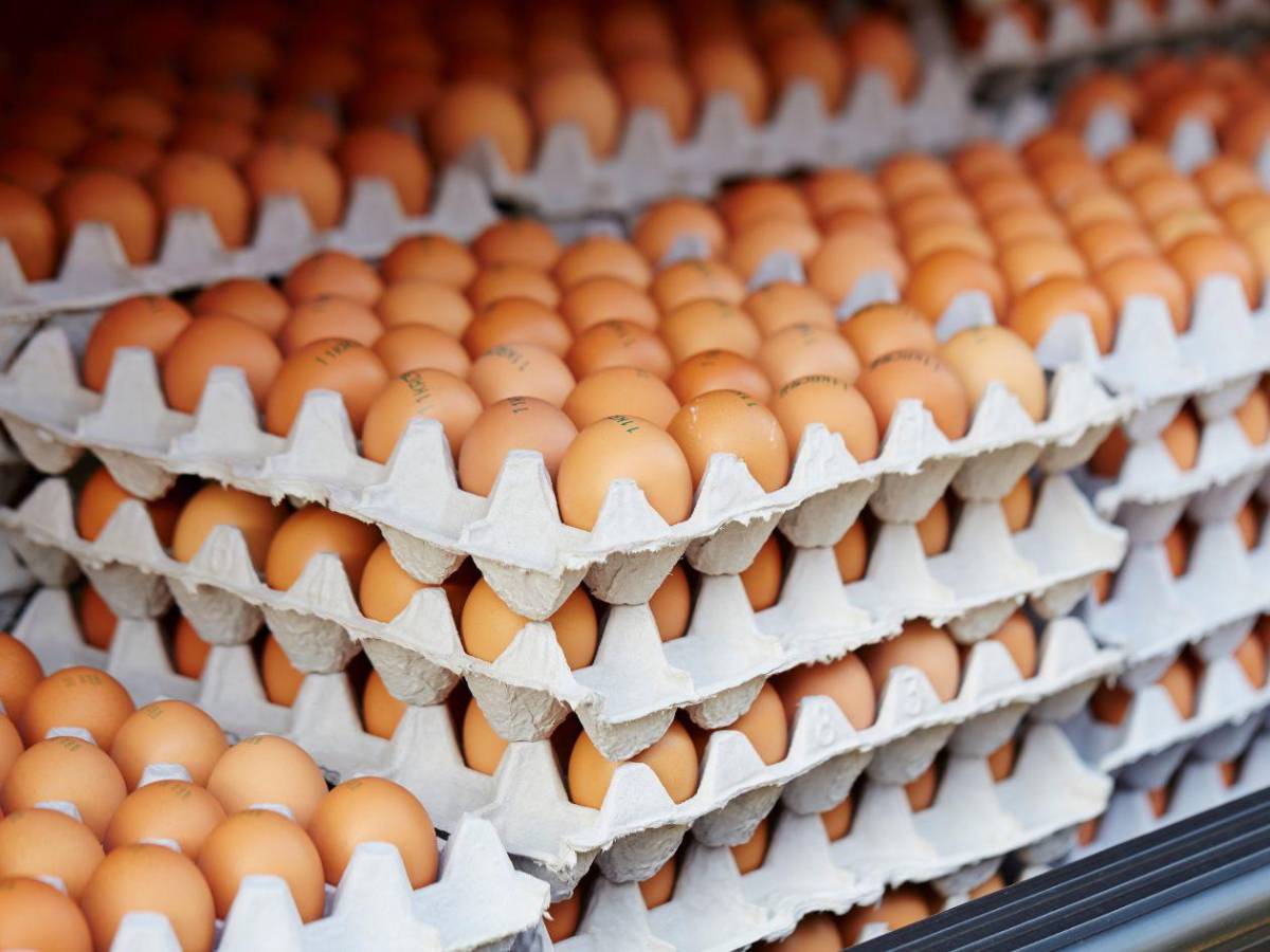 ¿Puedo comer pollo y huevos? Las 15 preguntas y respuestas sobre la gripe aviar