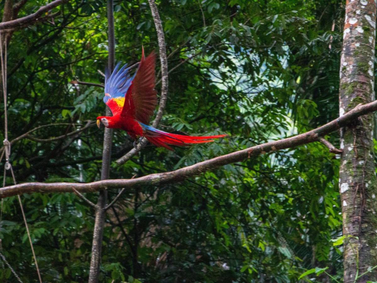 ¡Vuelen alto! Diez hermosas guacamayas vuelven a la vida silvestre en La Ceiba