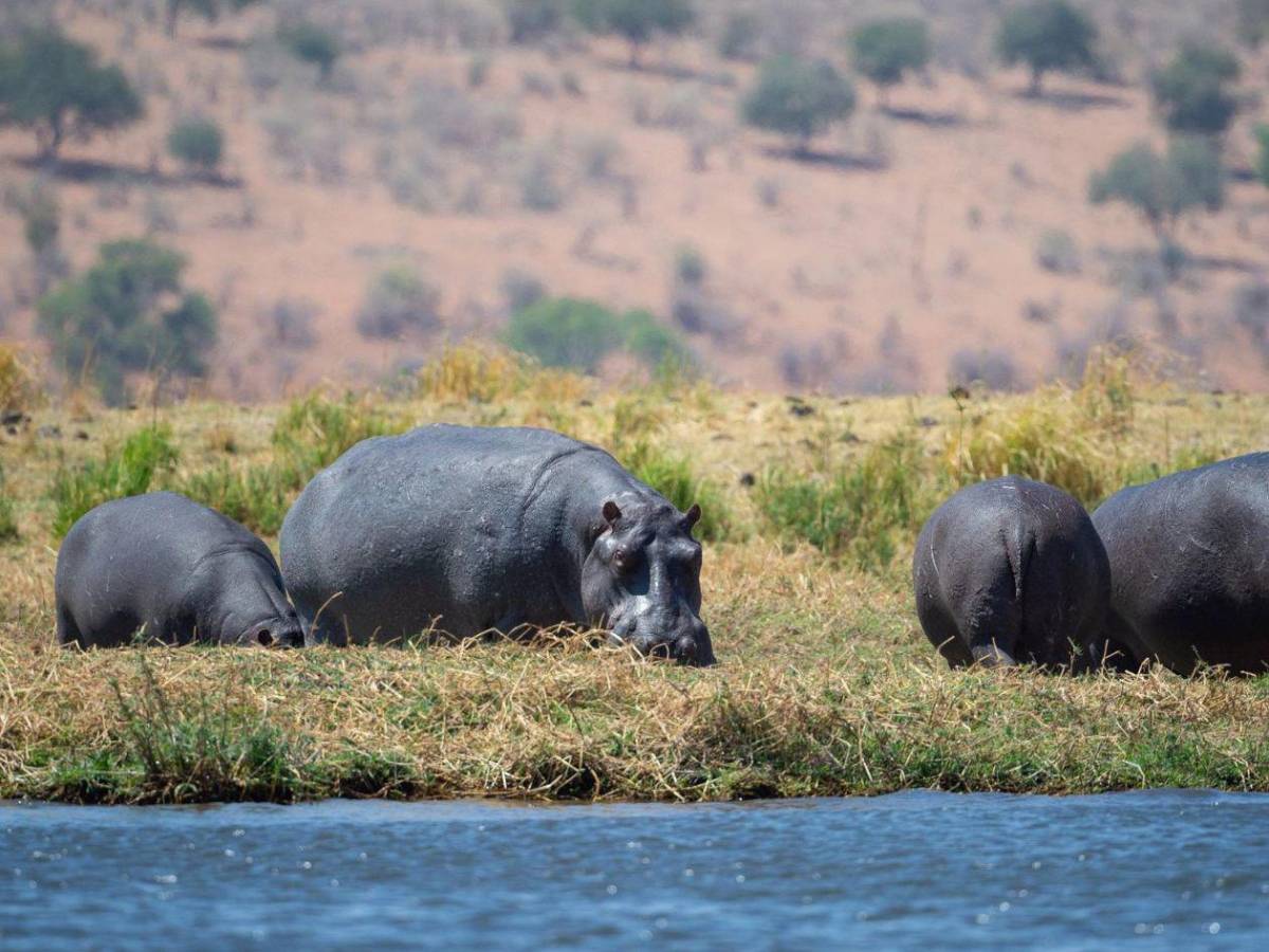 Invasión sin control: los hipopótamos de Pablo Escobar un riesgo para los colombianos