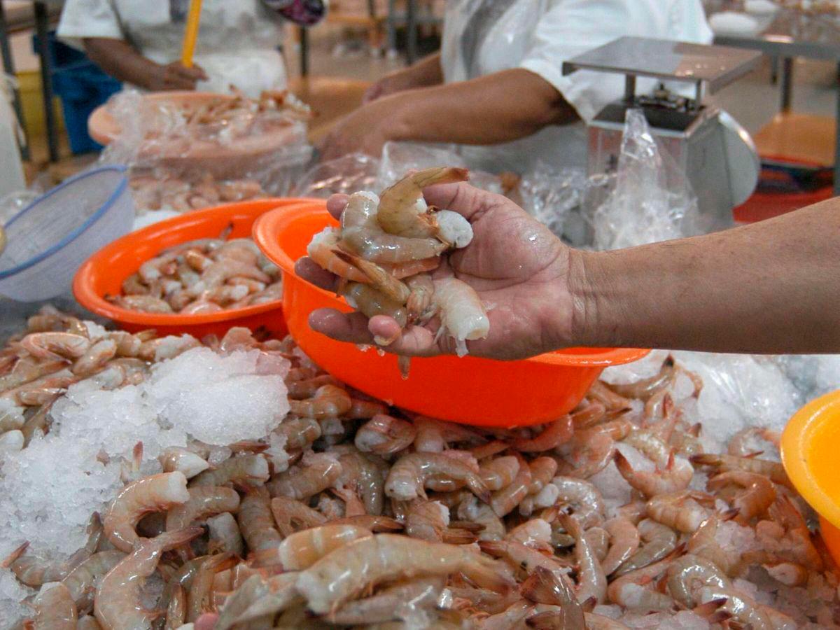 Buscarán mejor precio para el camarón en feria de China