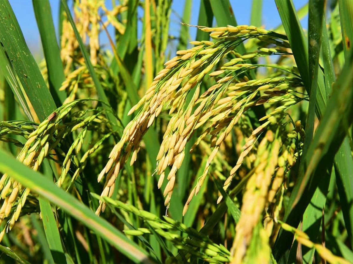 Banadesa implementa rigurosos controles de inversión y seguimiento.