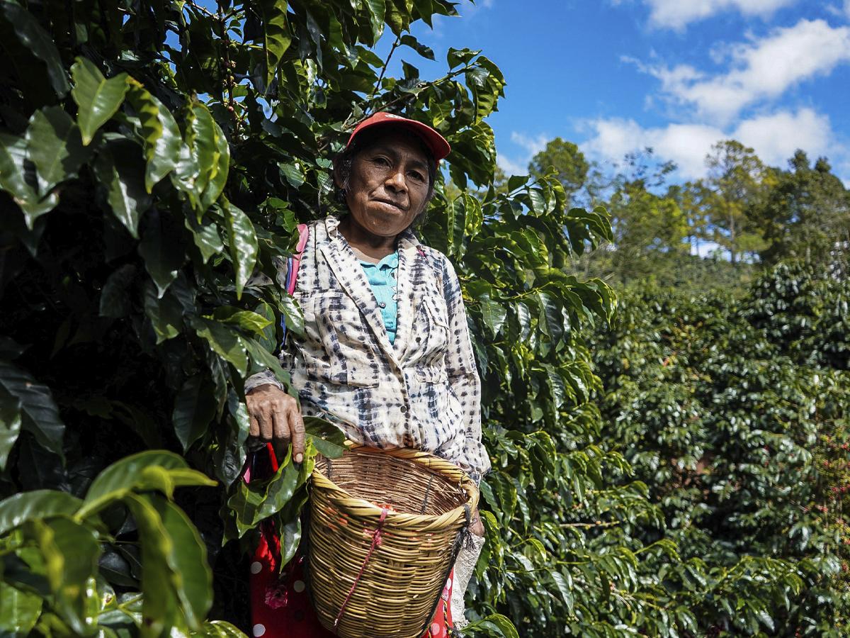 Muchas de las productoras han optado por seguir la tradición familiar en el cultivo del grano aromático.