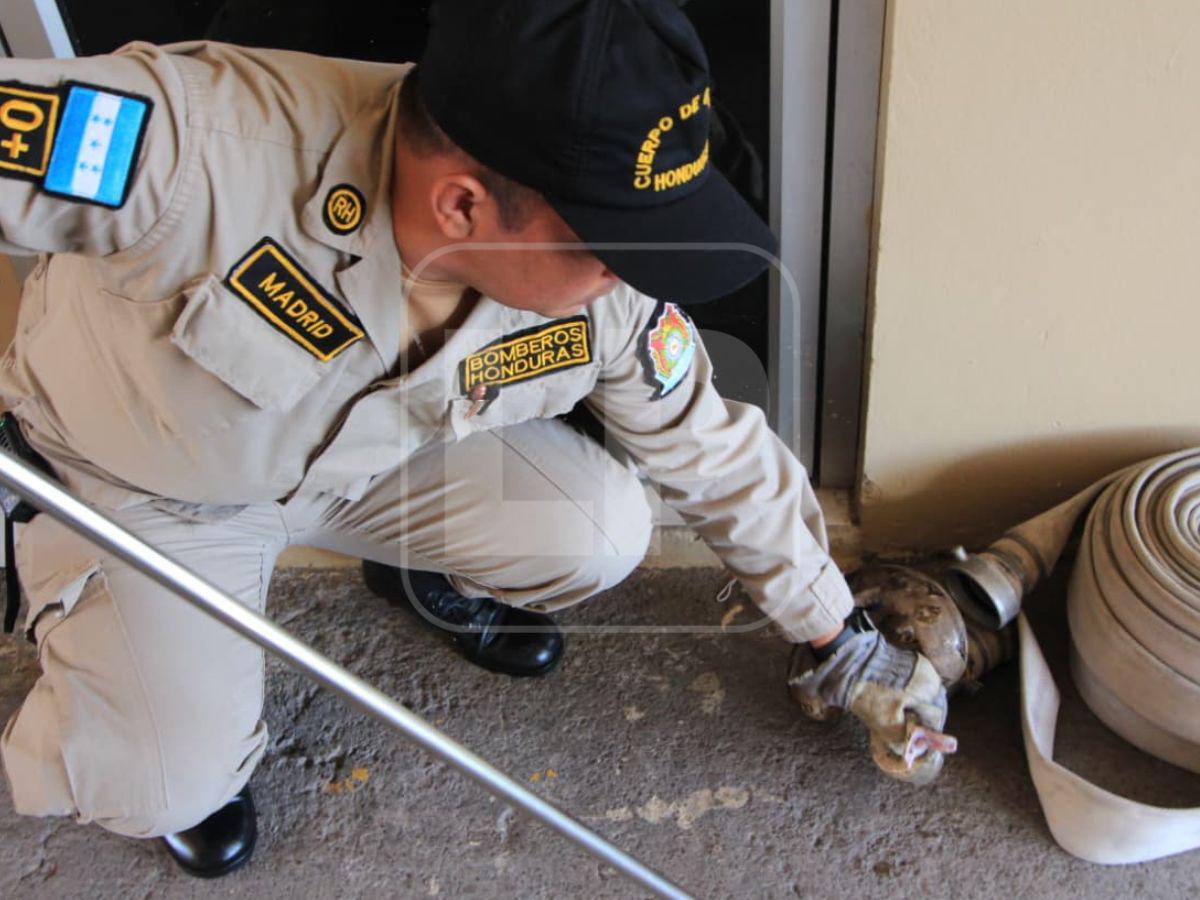 Boa hallada en la capital habría ingresado oculta en carro importado desde USA