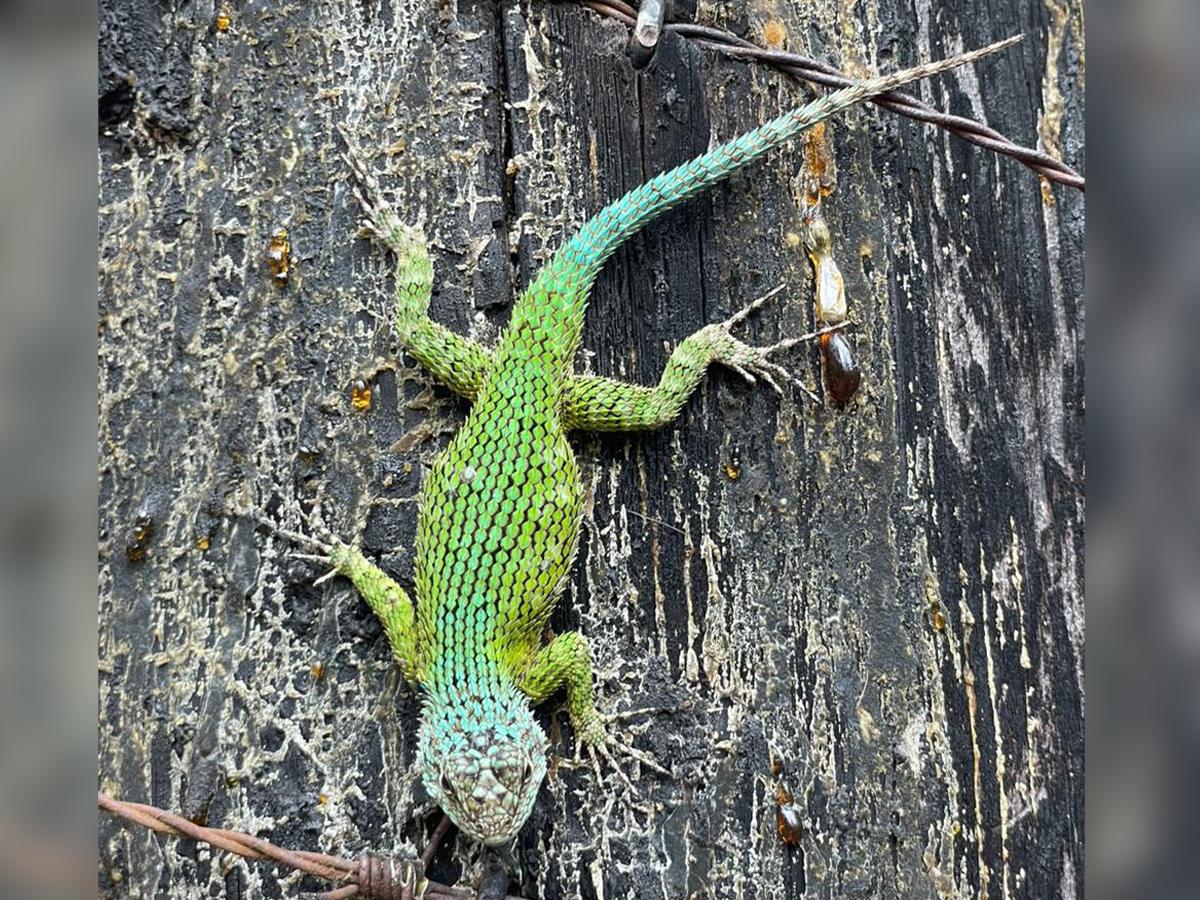 Hay más de 30 especies de animales en le refugio que están dentro de la lista roja de la Unión Internacional para la Conservación de la Naturaleza (UICN).
