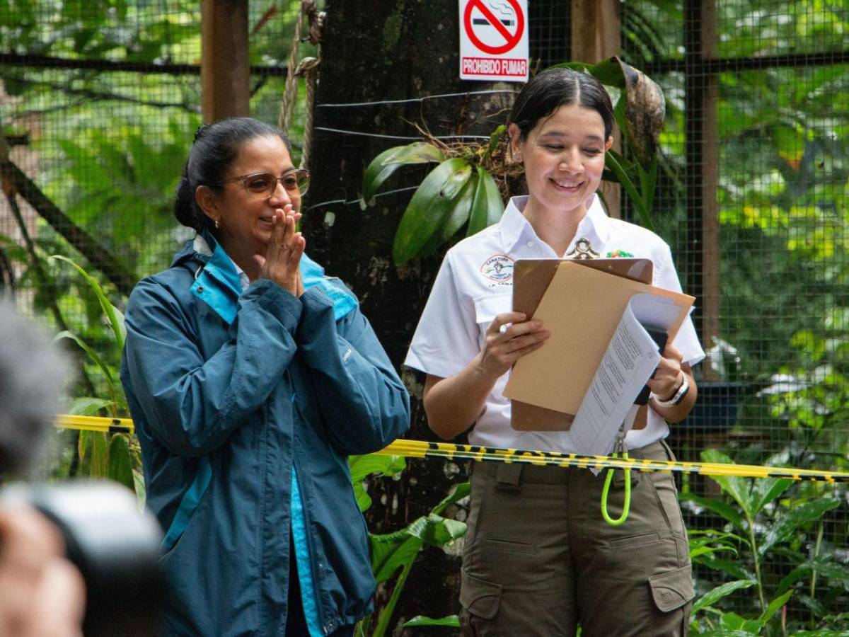 ¡Vuelen alto! Diez hermosas guacamayas vuelven a la vida silvestre en La Ceiba
