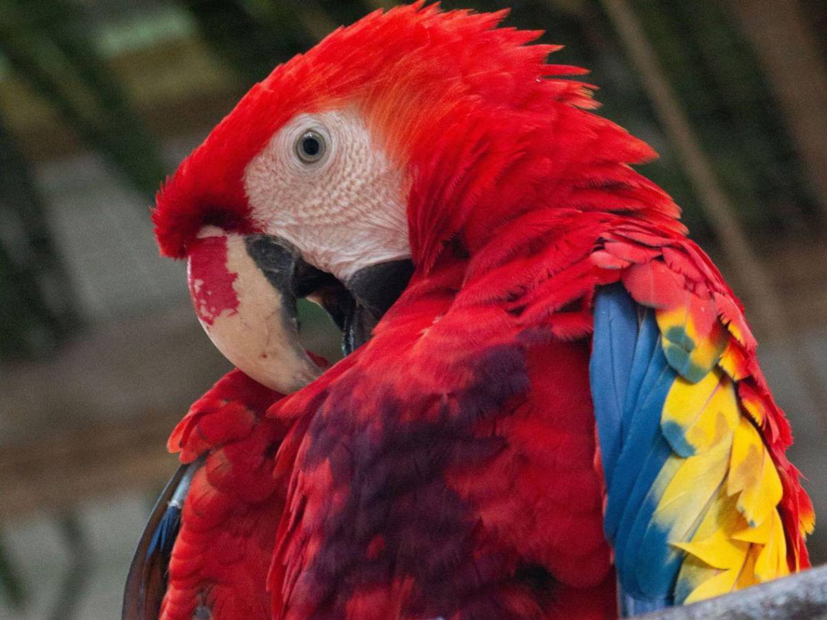 ¡Vuelen alto! Diez hermosas guacamayas vuelven a la vida silvestre en La Ceiba