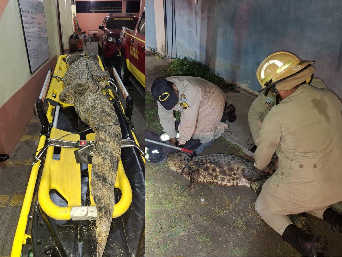 Capturan cocodrilo de casi dos metros en zona escolar de La Ceiba