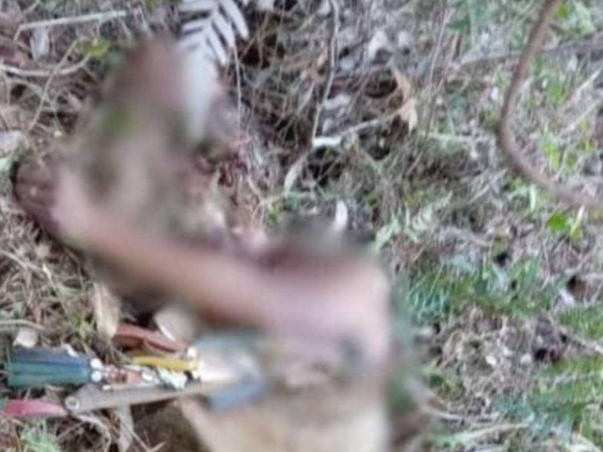 Ambientalista e hijo habrían sido desmembrados con la misma motosierra que usaban taladores