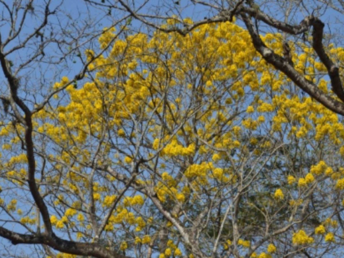 La Tierra se sacude: Inicia equinoccio de primavera y estos son los cambios que verás