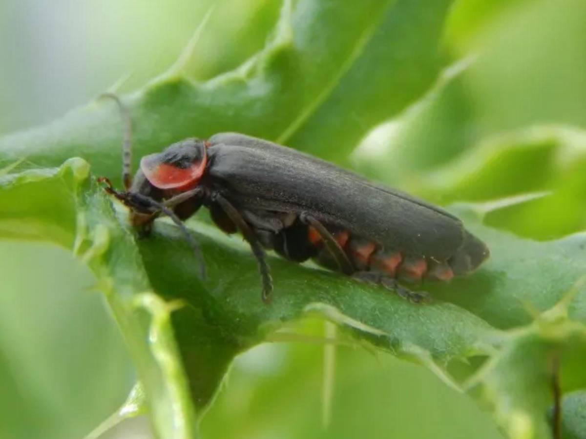 Luciérnagas al borde de la extinción: el mundo podría perder su luz
