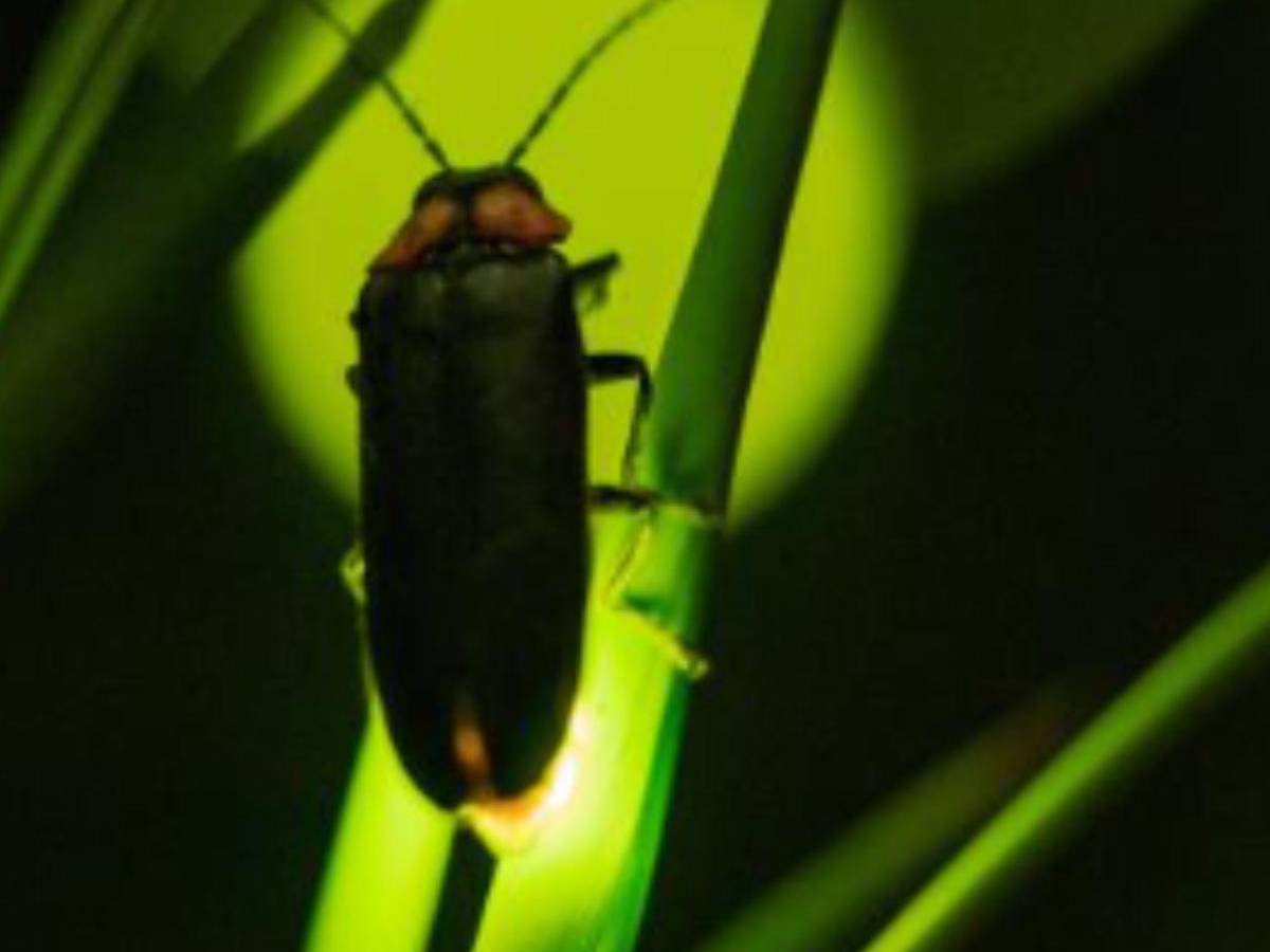 Luciérnagas al borde de la extinción: el mundo podría perder su luz