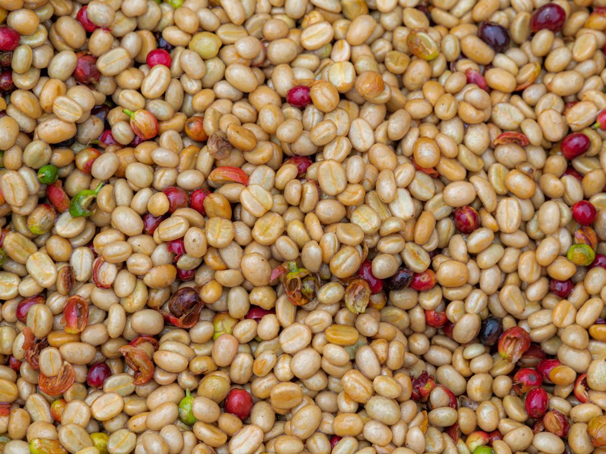 El proceso del café es esencial para producir una bebida que ha llegado a ser apreciada a nivel mundial.