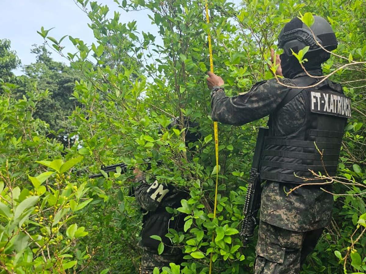 Más de 44,000 arbustos de hoja de coca y dos picaderos son asegurados en Colón
