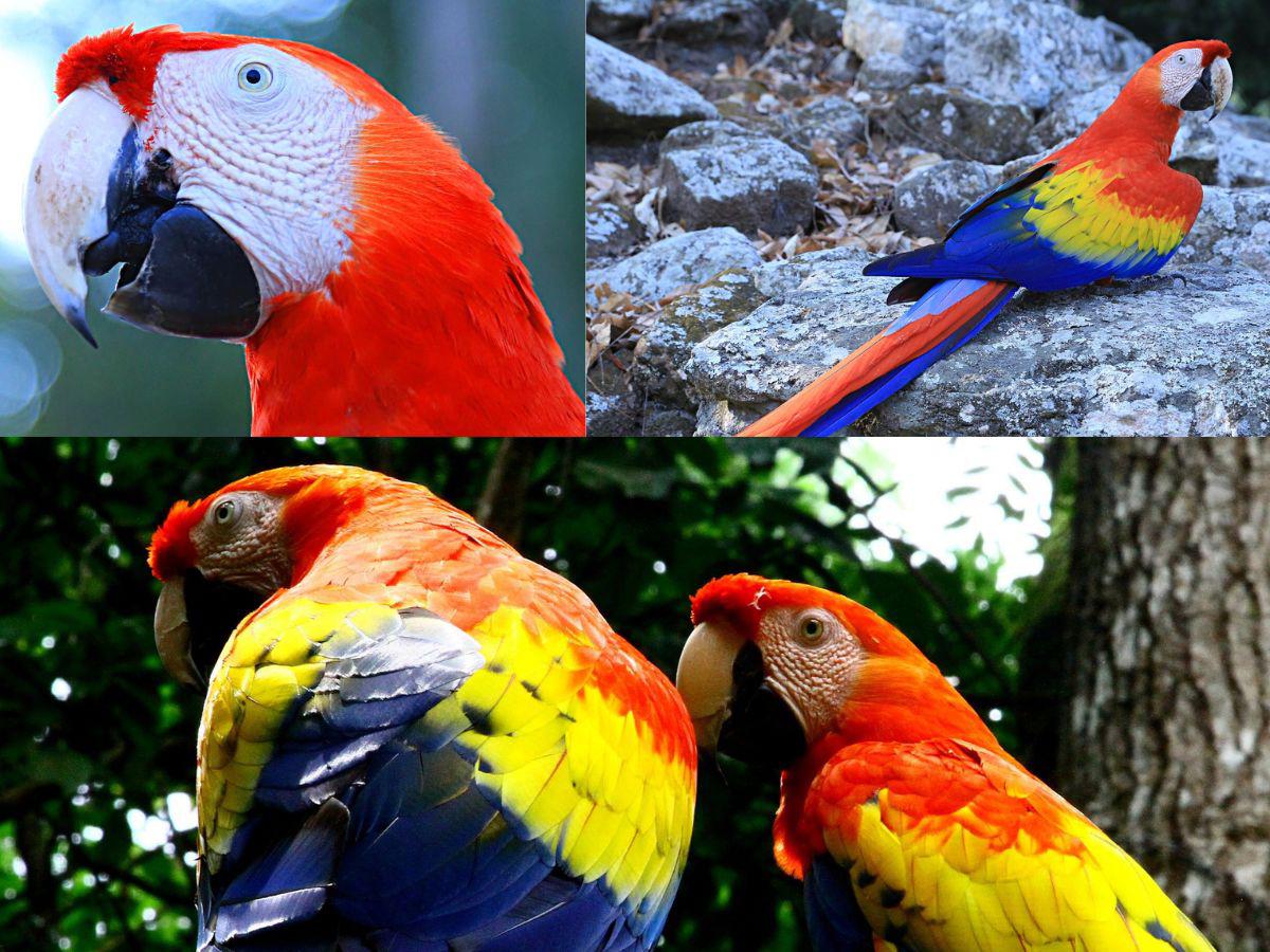 Santa Rosa de Copán: aventura, naturaleza e historia para disfrutar en el Feriado Morazánico 2026