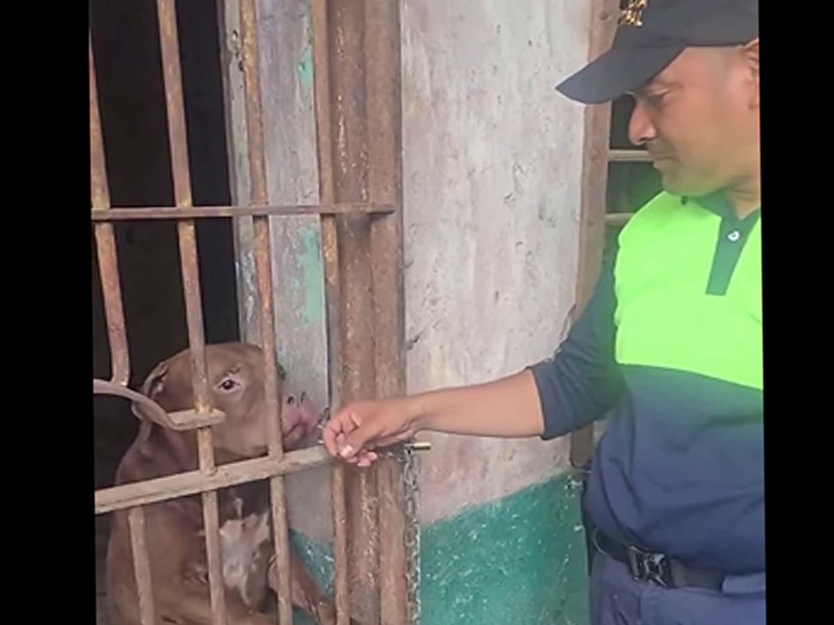 Muerte de dueño de pitbull da nuevo giro: lesiones y machete abren dudas en la investigación