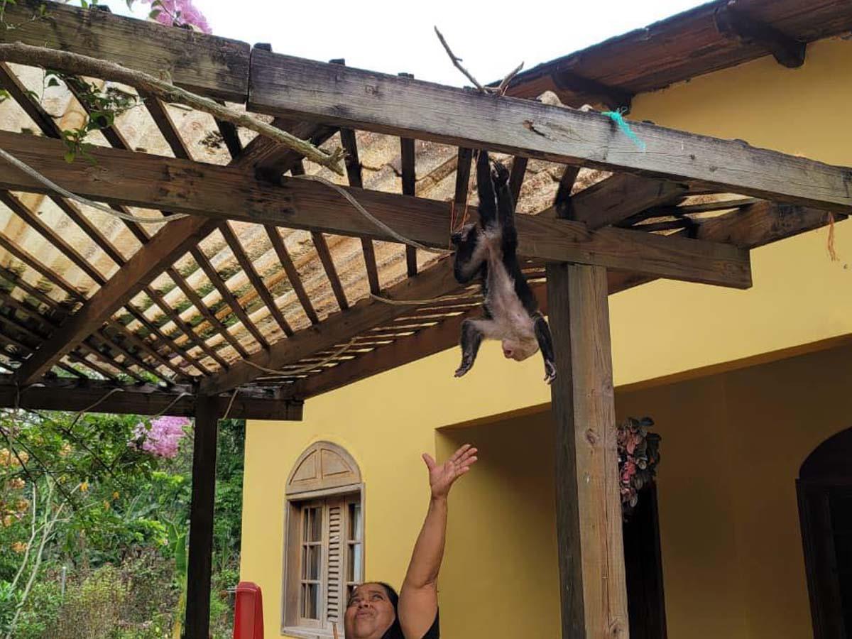 Un jaguar, un mono y una pitón tenía como mascotas hondureño detenido en Olancho