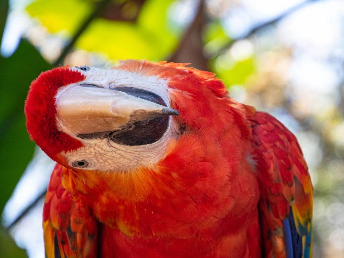 ¿Puedo comer pollo y huevos? Las 15 preguntas y respuestas sobre la gripe aviar