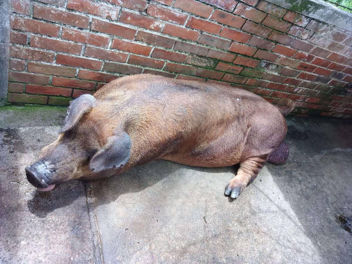 Lo que se recaude es para atender a los animales, como cerdos, reses y ovejos, los cuales están enfermos por falta de atención veterinaria y aguantar hambre.