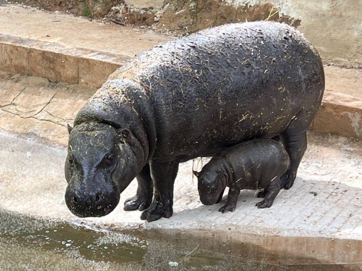 Invasión sin control: los hipopótamos de Pablo Escobar un riesgo para los colombianos