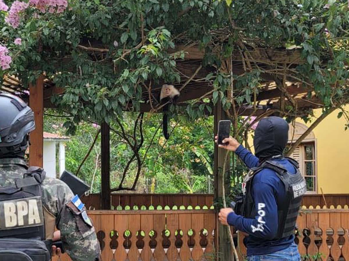 Un jaguar, un mono y una pitón tenía como mascotas hondureño detenido en Olancho